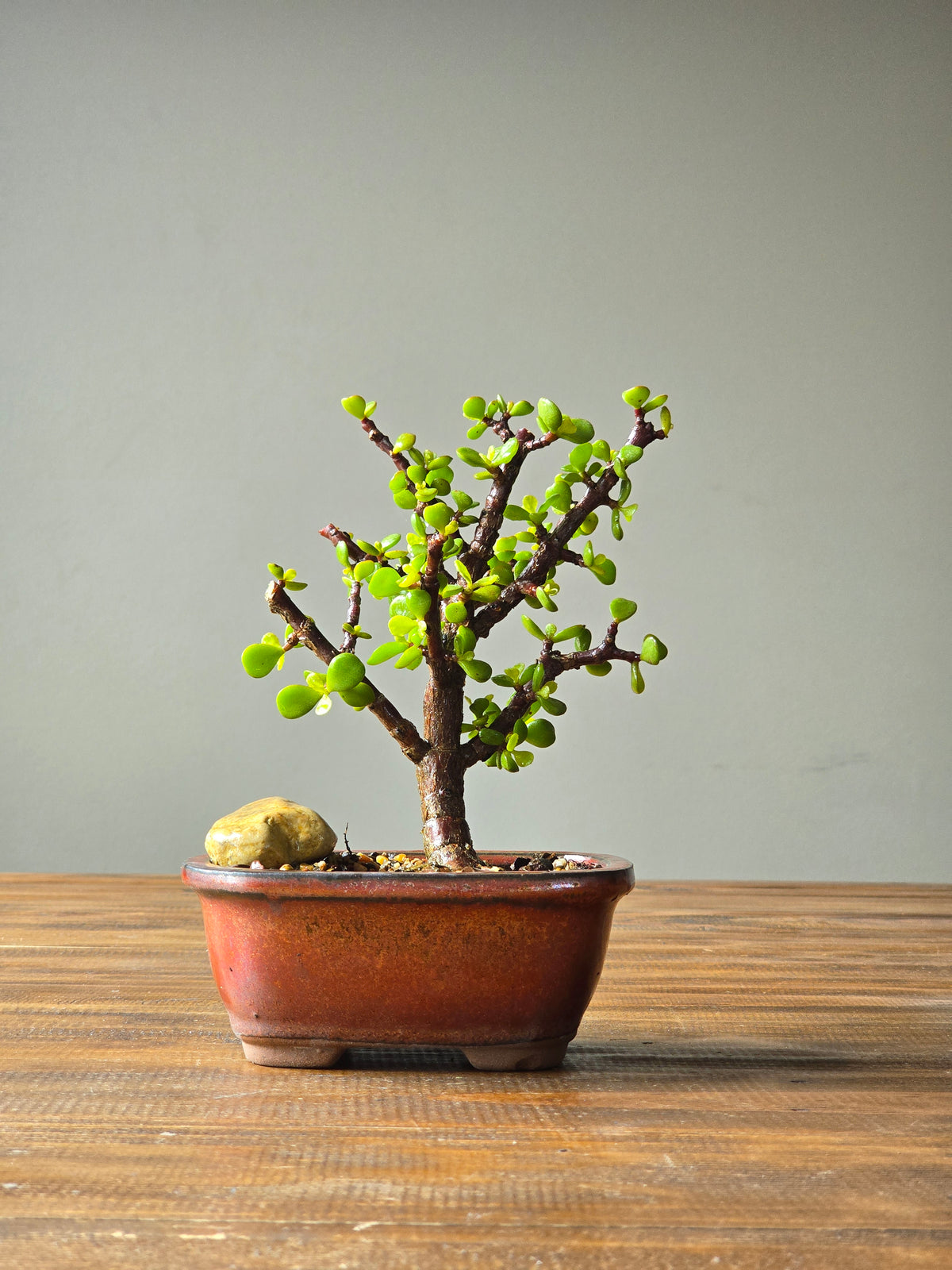 Jade Money Plant Bonsai