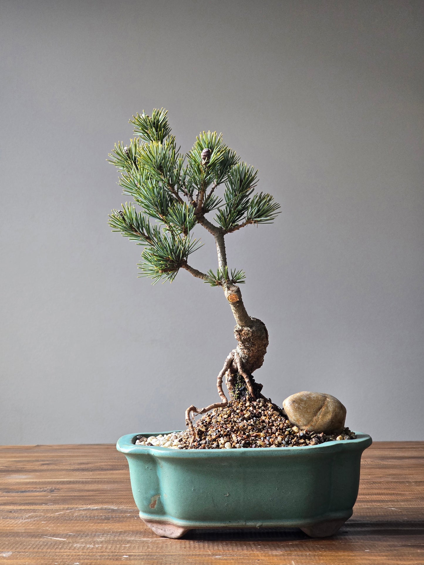 Japanese White Pine Bonsai