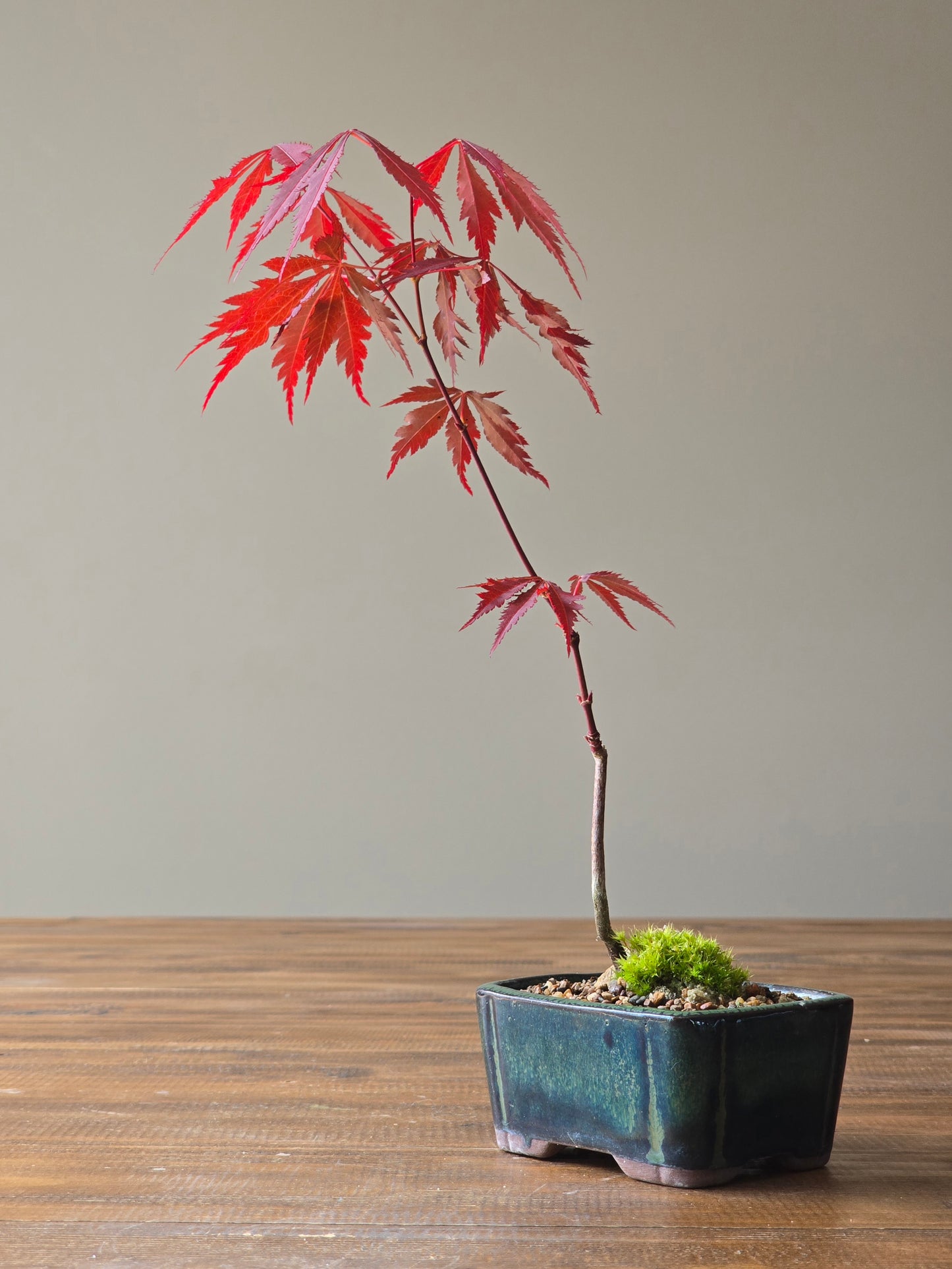 Japanese Maple Bonsai Starter