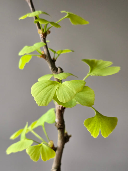 Gingko Biloba Bonsai Starter