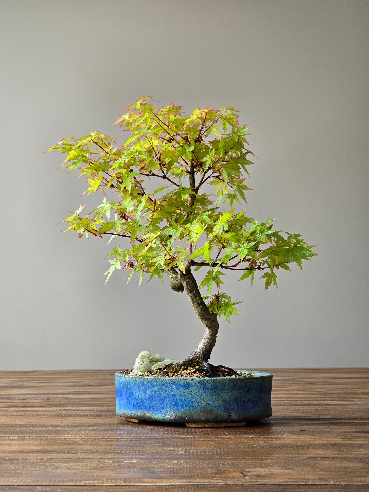 Coral Bark Japanese Maple with handmade pot