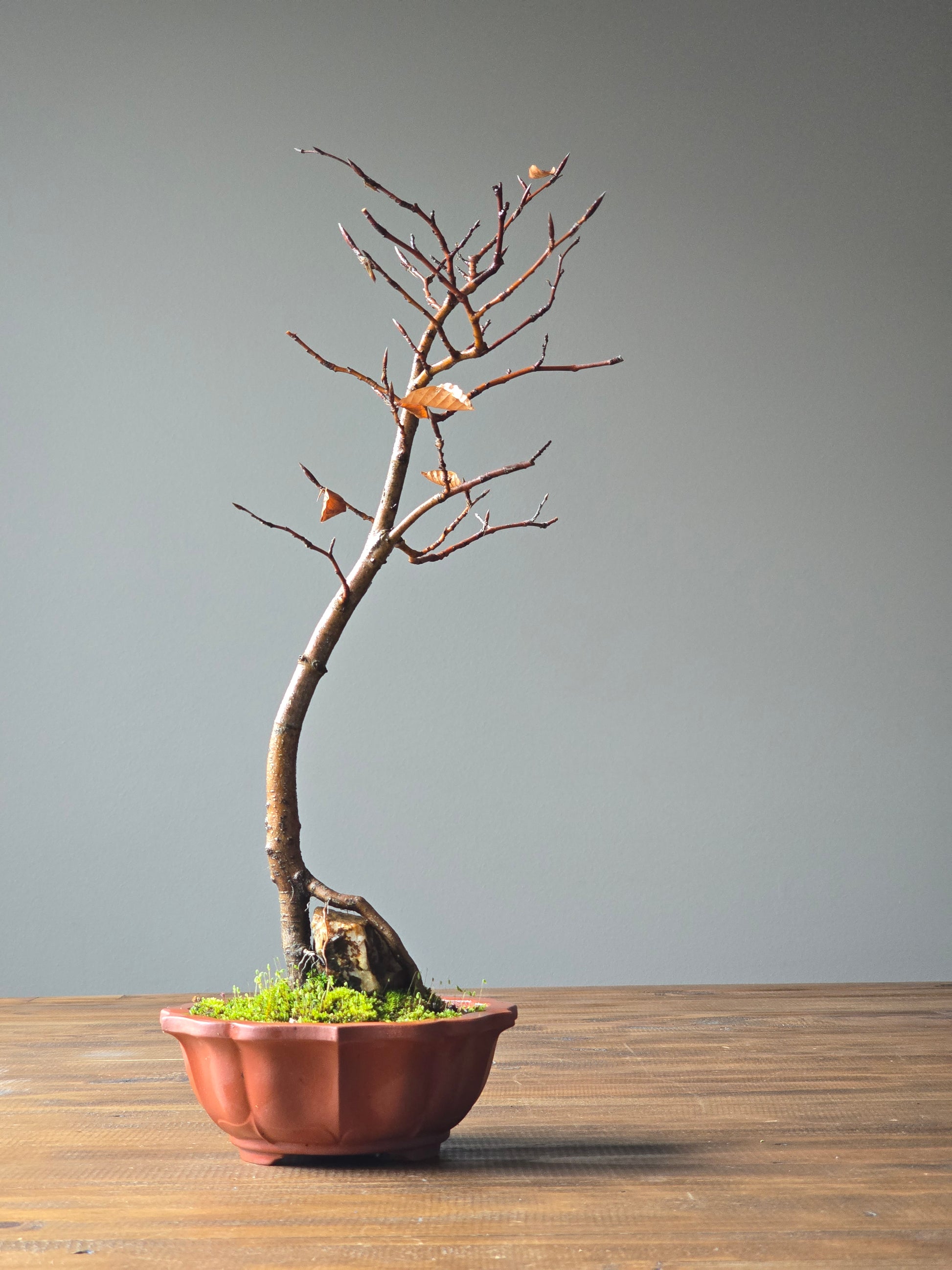 root over rock bonsai tree Copper Beech Root-Over-Rock Bonsai – B for Bonsai