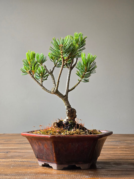 Japanese White Pine - FUKAI