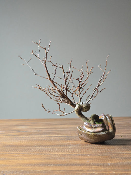 Japanese Elm Bonsai, handmade pot