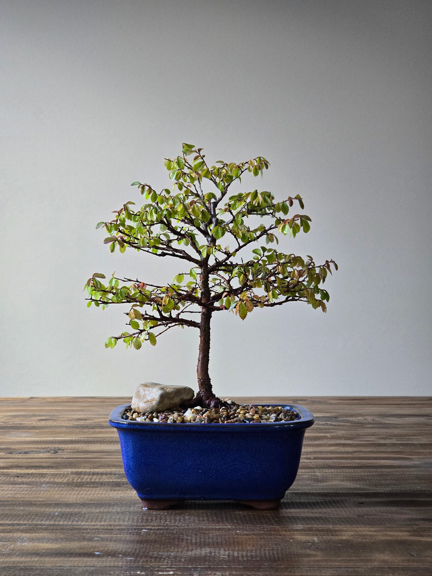 Chinese Elm Bonsai