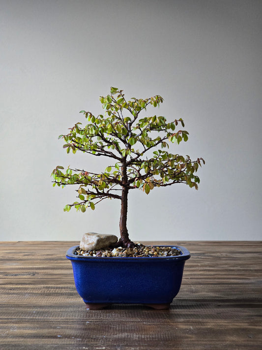 Chinese Elm Bonsai