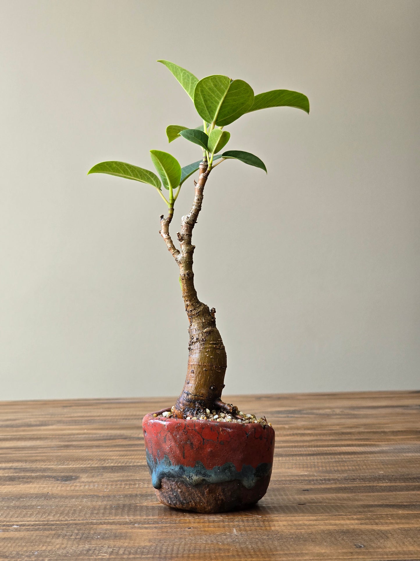 Mame Ficus Rubiginosa (Port Jackson Fig) Bonsai in handmade pot
