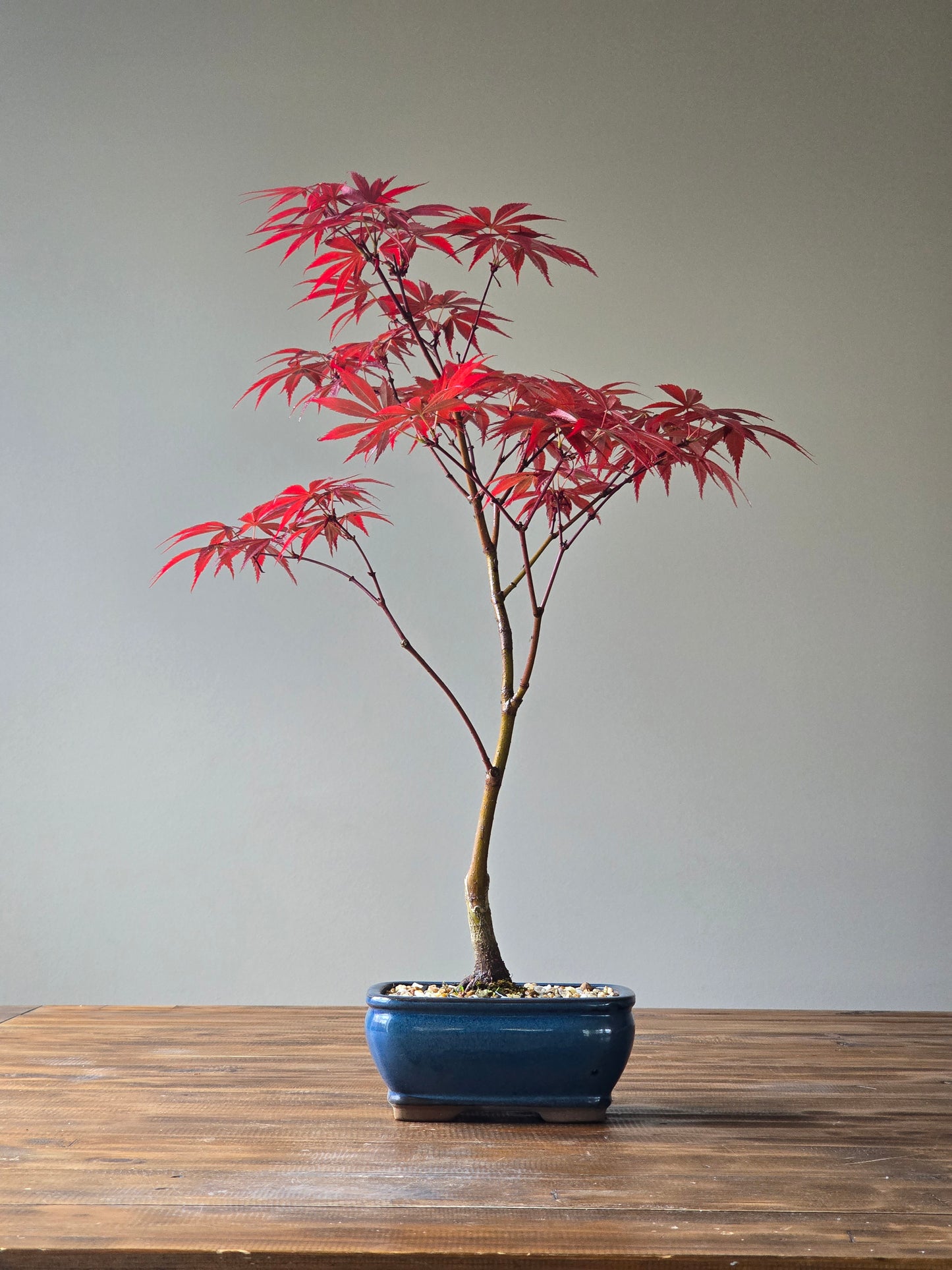 Japanese Maple