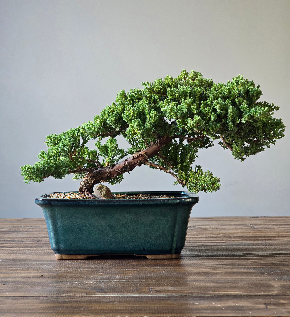 Large Semi Cascade Juniper Bonsai