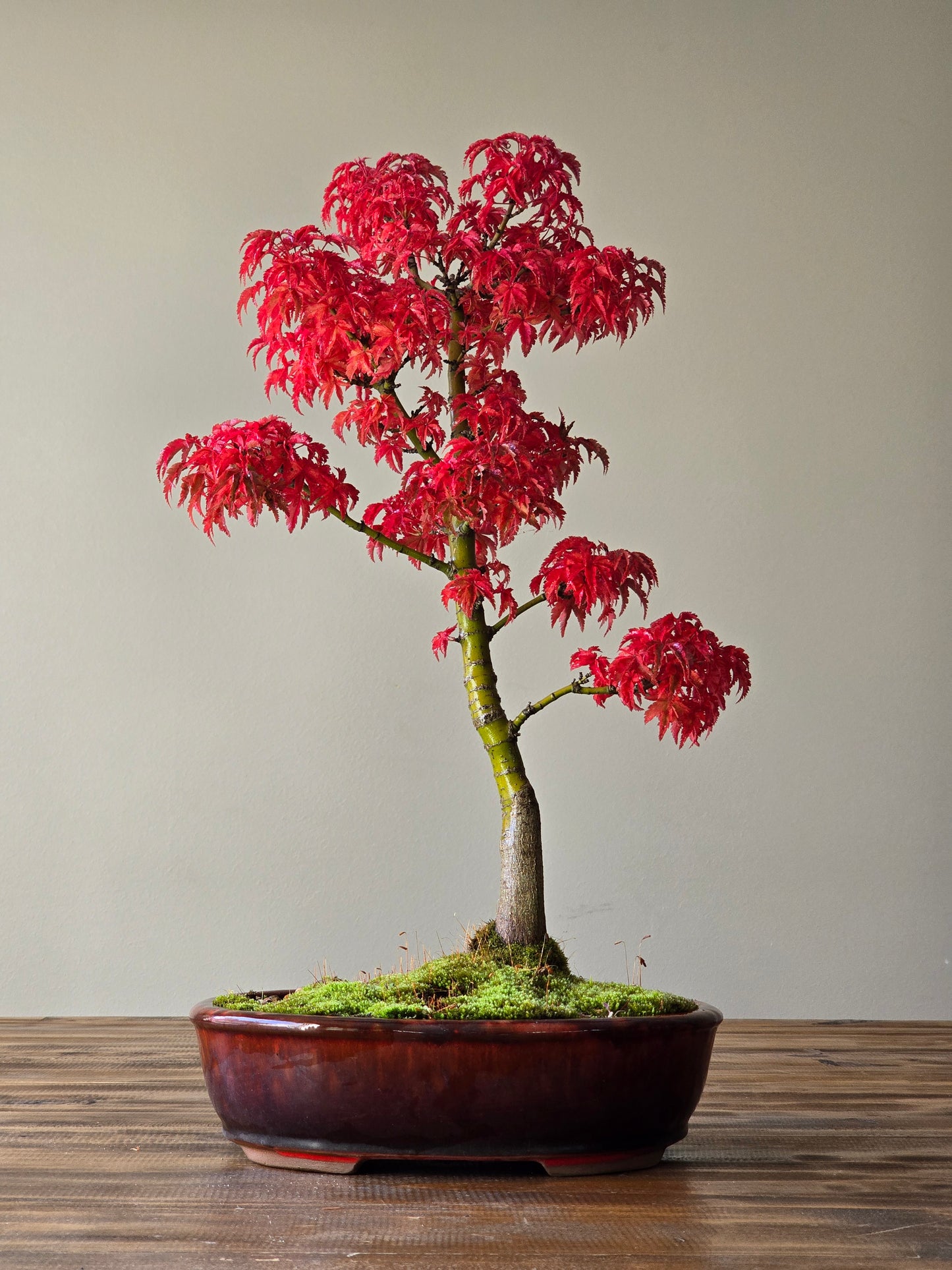 Shishigashira Japanese Maple