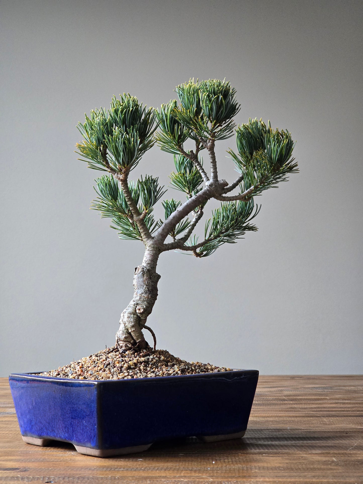 Japanese White Pine - FUKAI