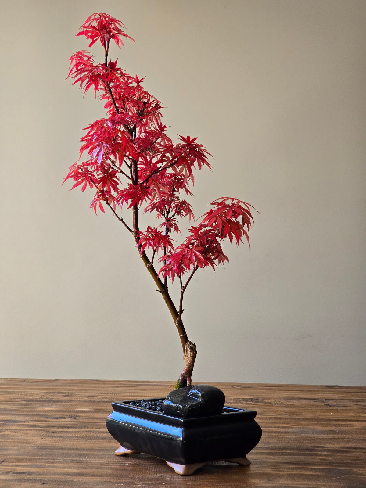 Skeeter's Broom Japanese Maple Bonsai