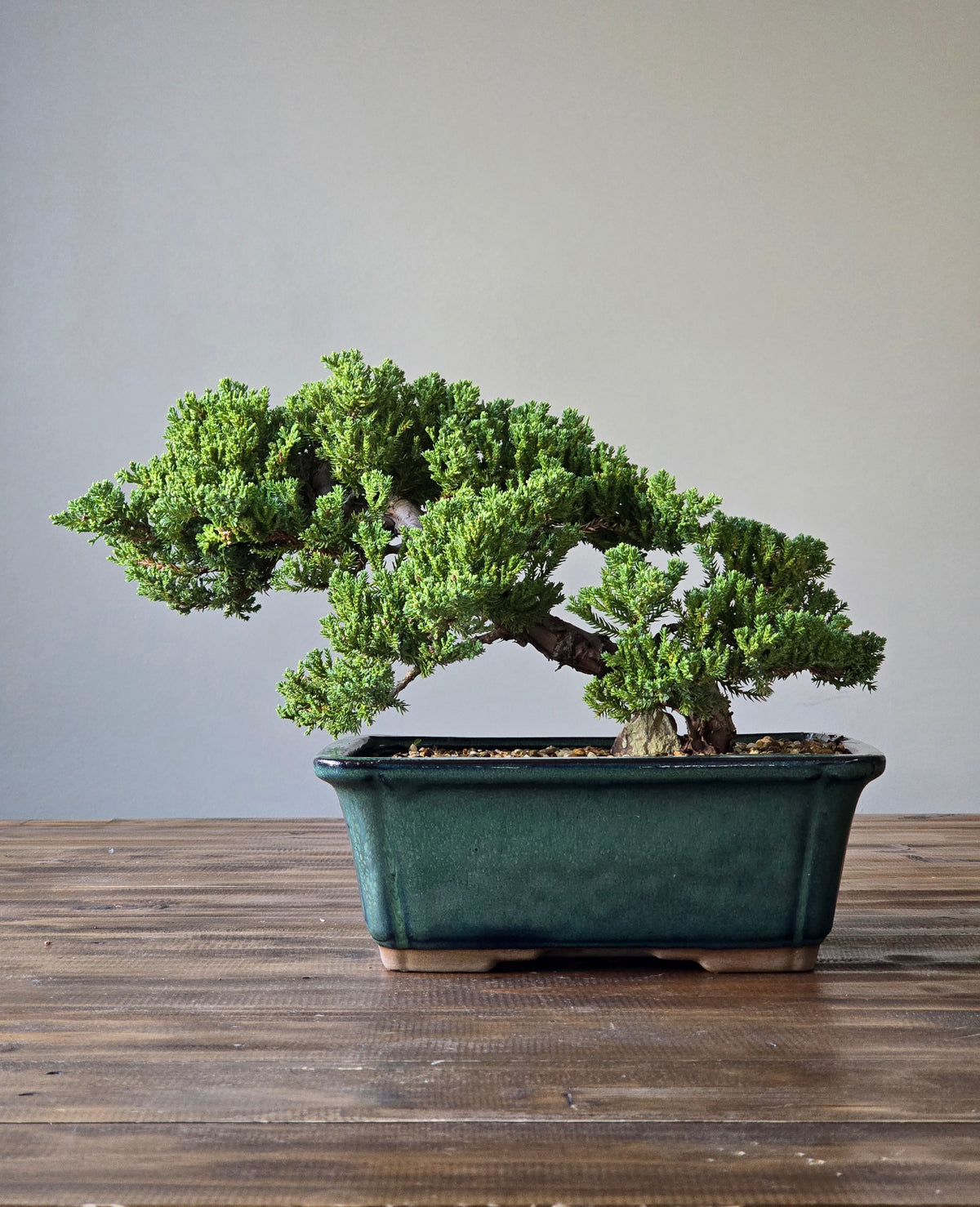 Large Semi Cascade Juniper Bonsai