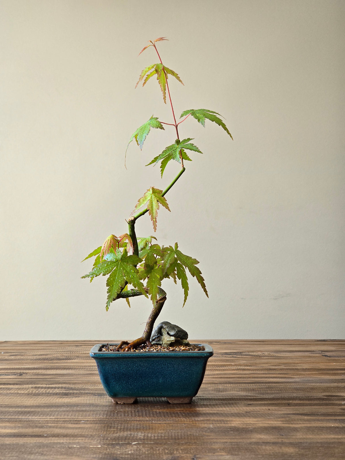 Japanese Maple Bonsai Starter