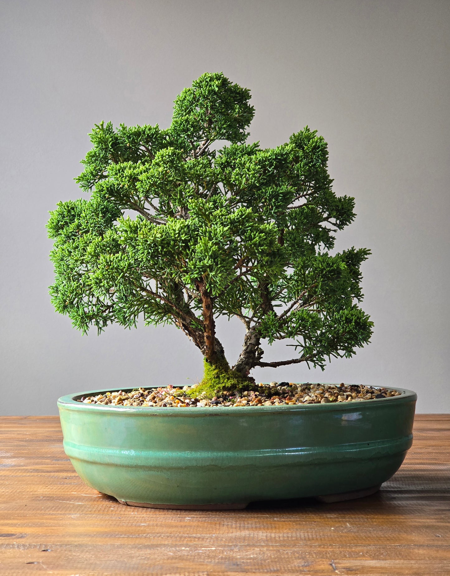 Advanced Twin Trunk Shimpaku Juniper Bonsai (PICKUP ONLY)