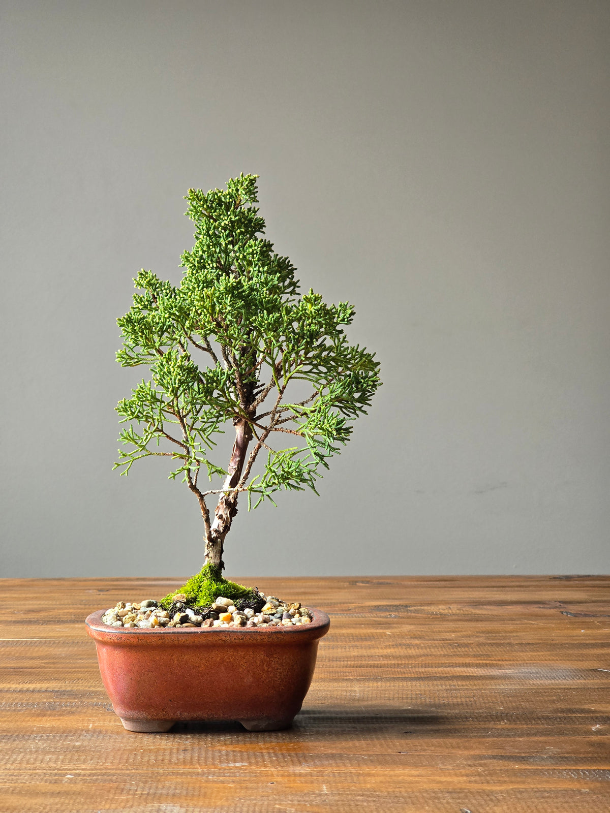 Shimpaku Juniper Bonsai