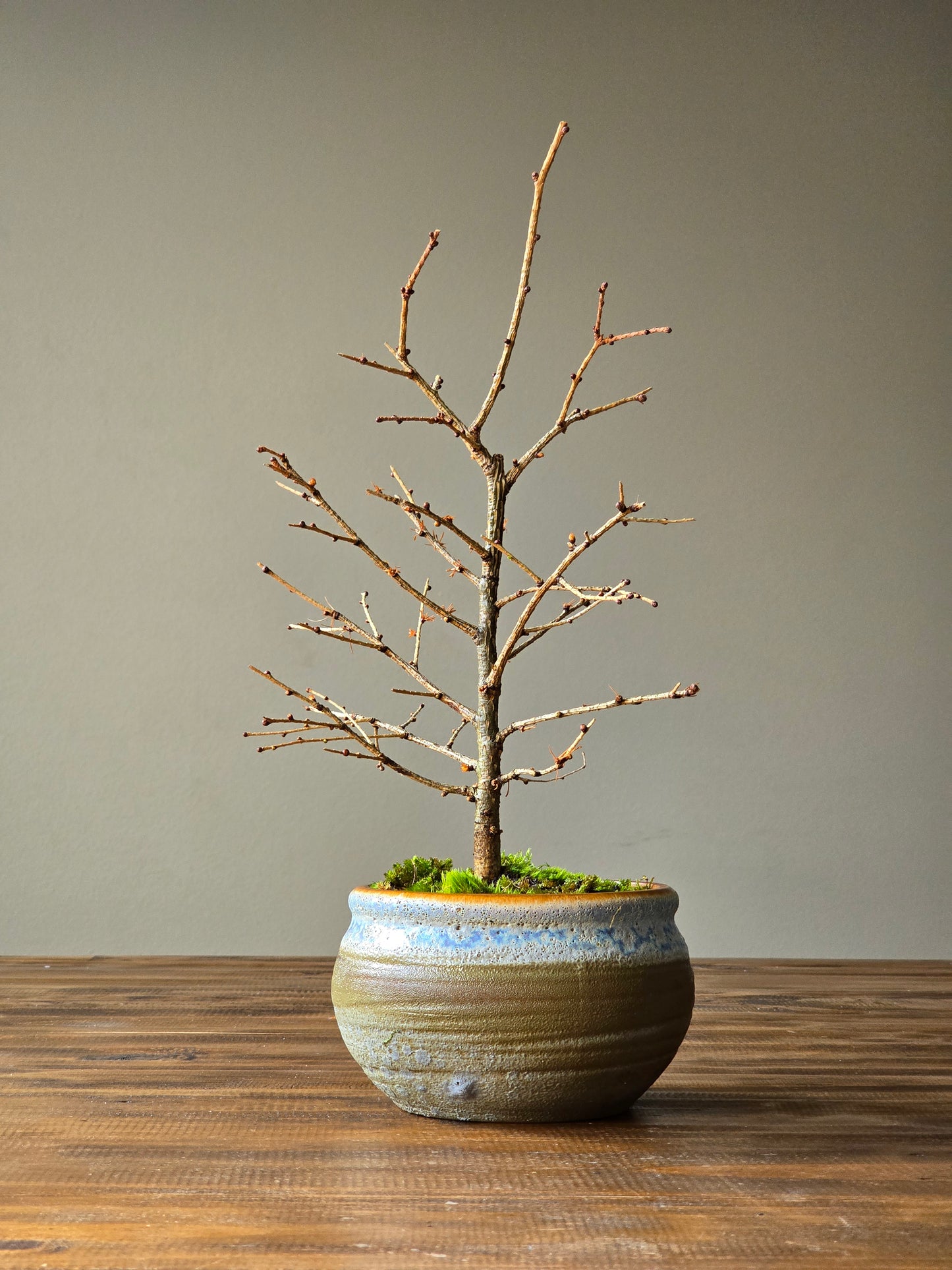 Japanese Larch Bonsai