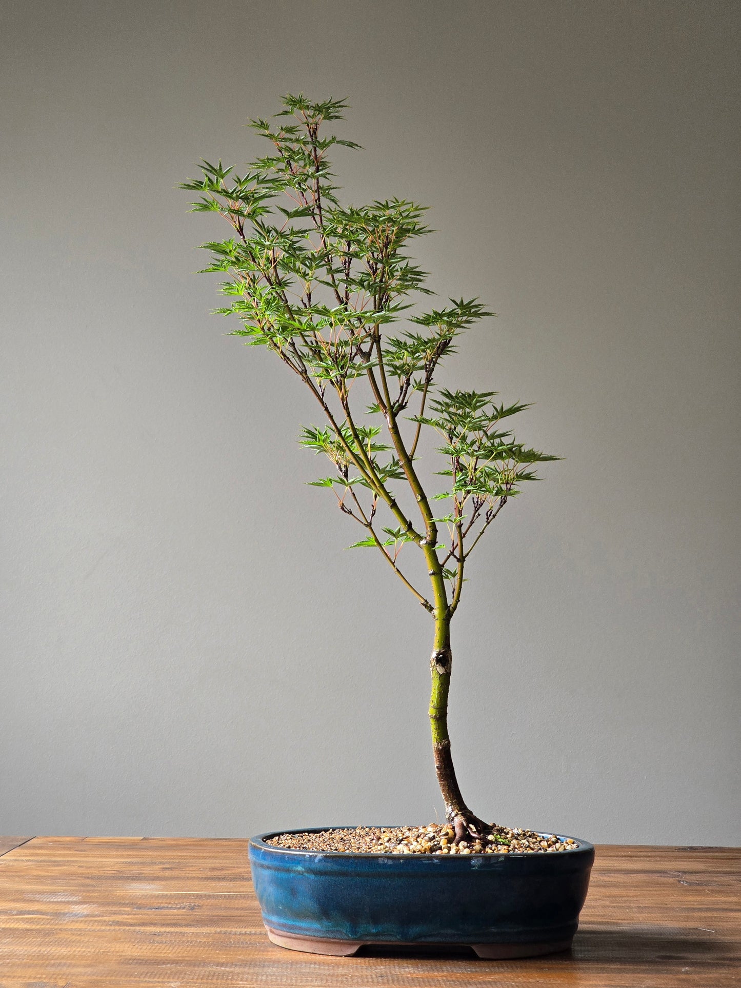 ‘Okushimo’ – Japanese Maple Bonsai
