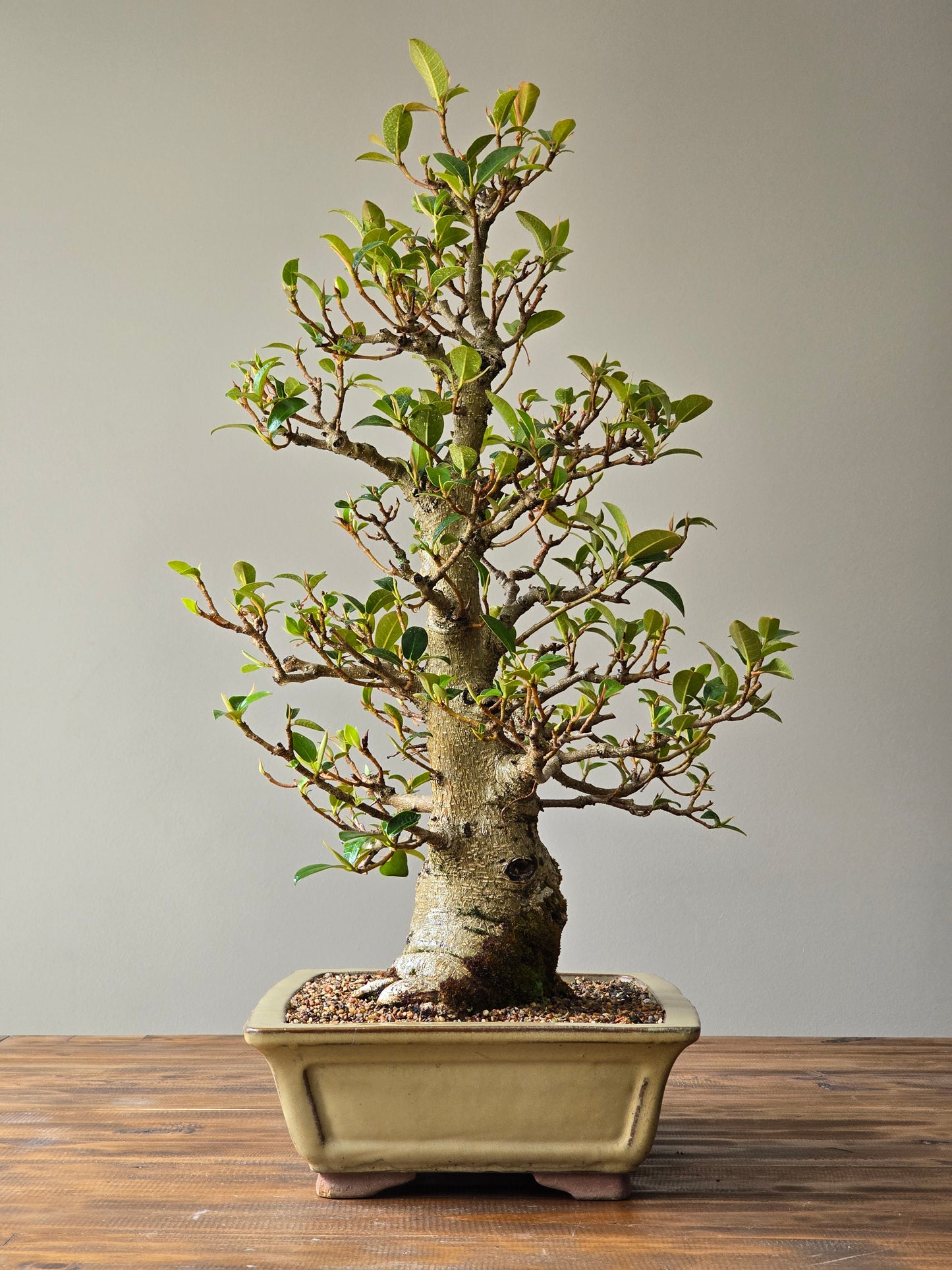 Advanced Ficus Rubiginosa (Port Jackson Fig) Lay-by Available