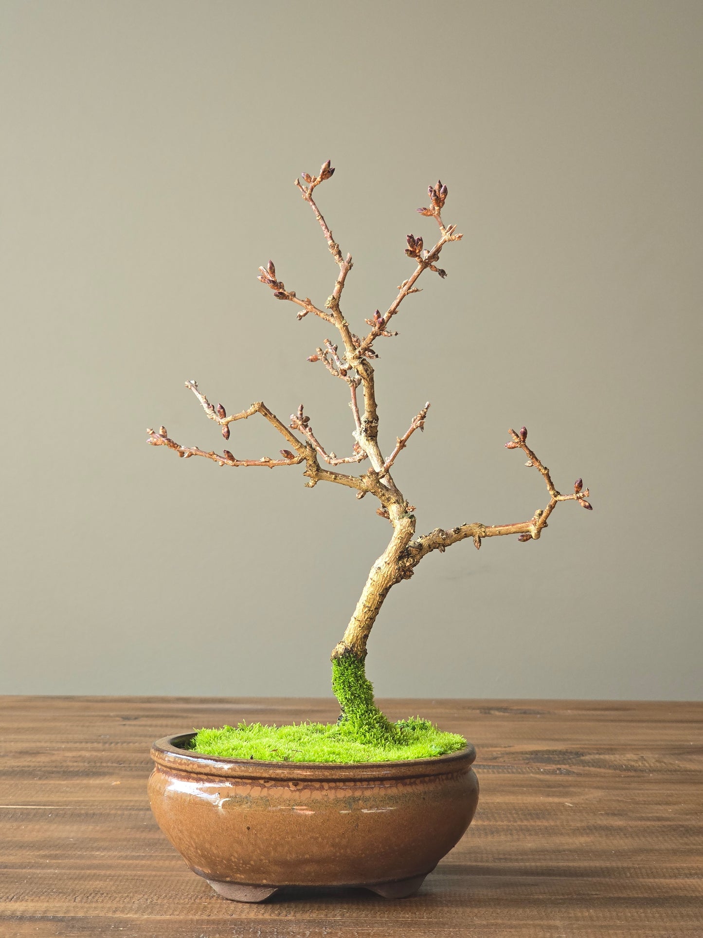 Forsythia Bonsai