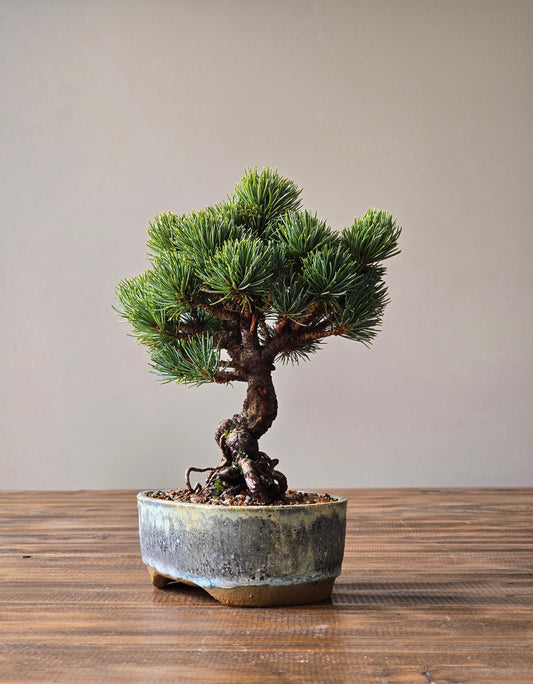 Japanese White Pine - Hagoromo, Handmade Pot