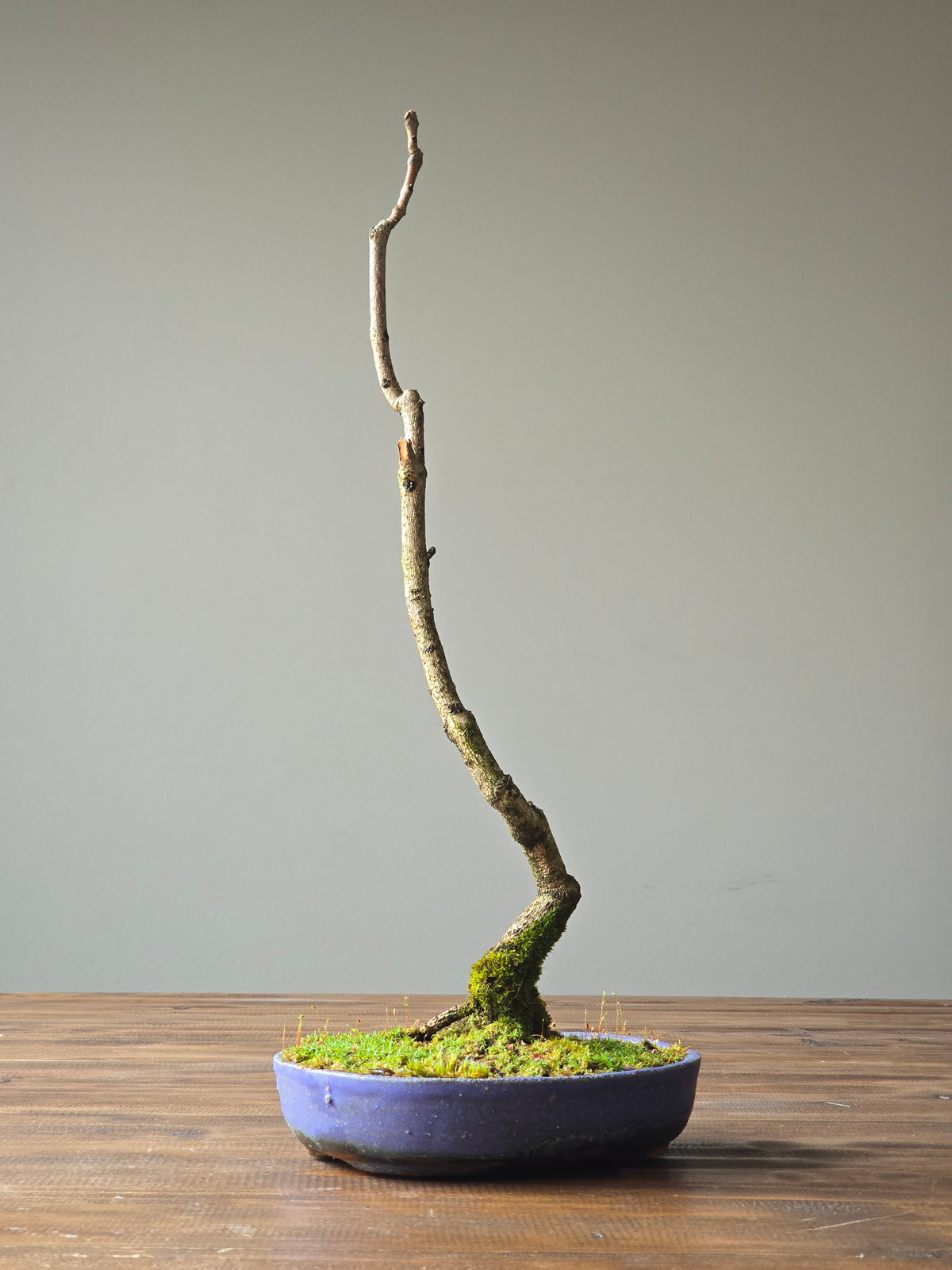 Jacaranda Bonsai with handmade pot