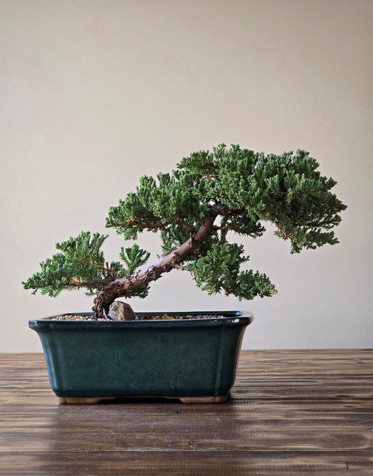 Large Juniper Bonsai