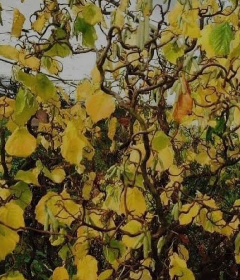 Corkscrew Hazels Bonsai
