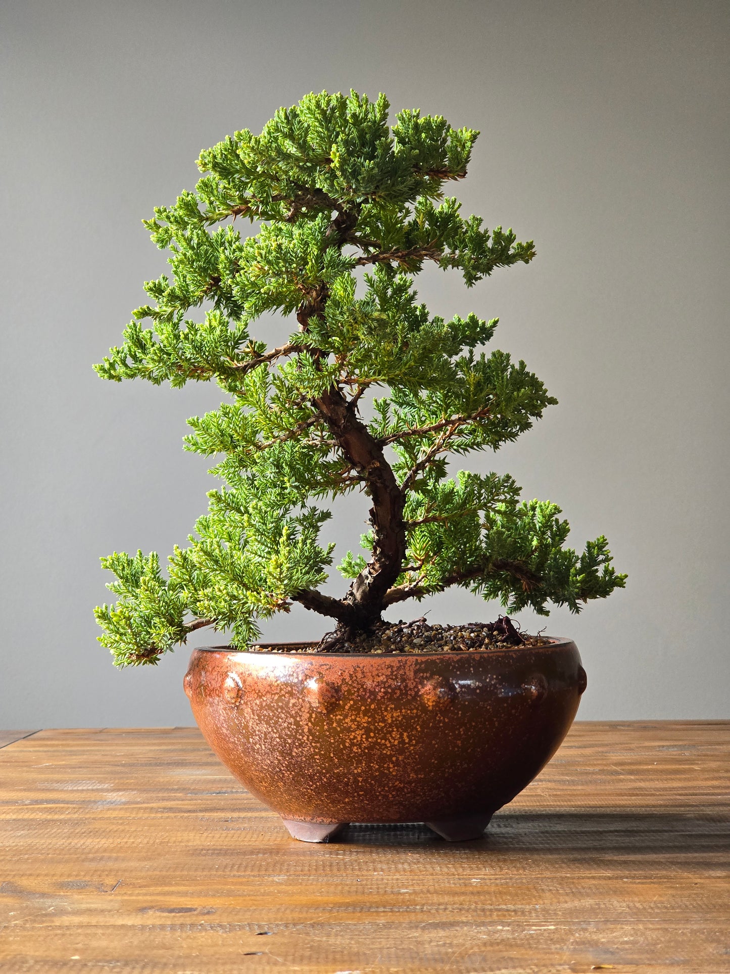 Large Juniper Bonsai (PICKUP ONLY)
