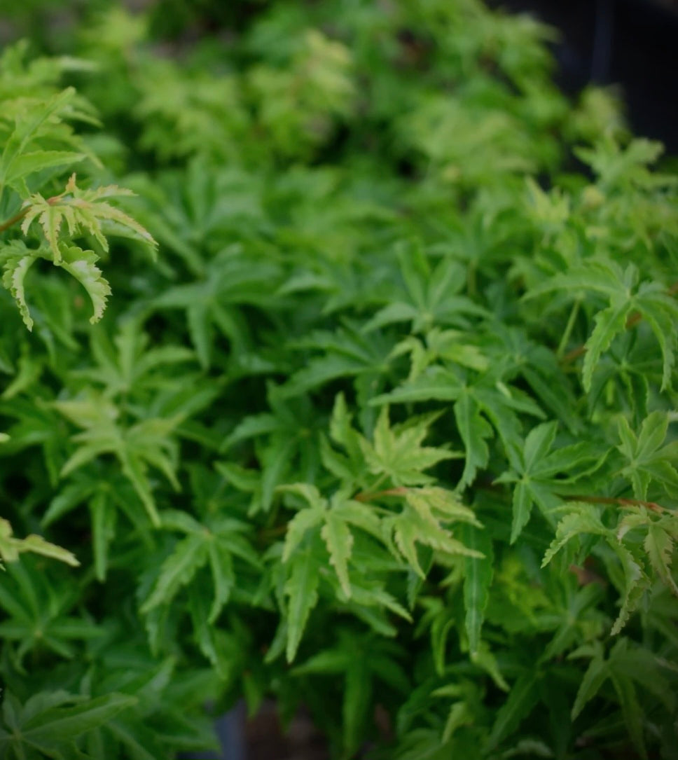Shishigashira Japanese Maple