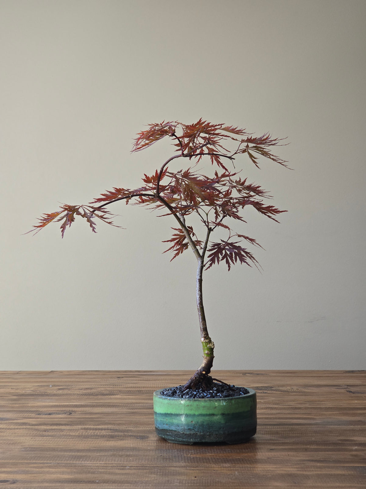Japanese Maple "Baldsmith" handmade pot