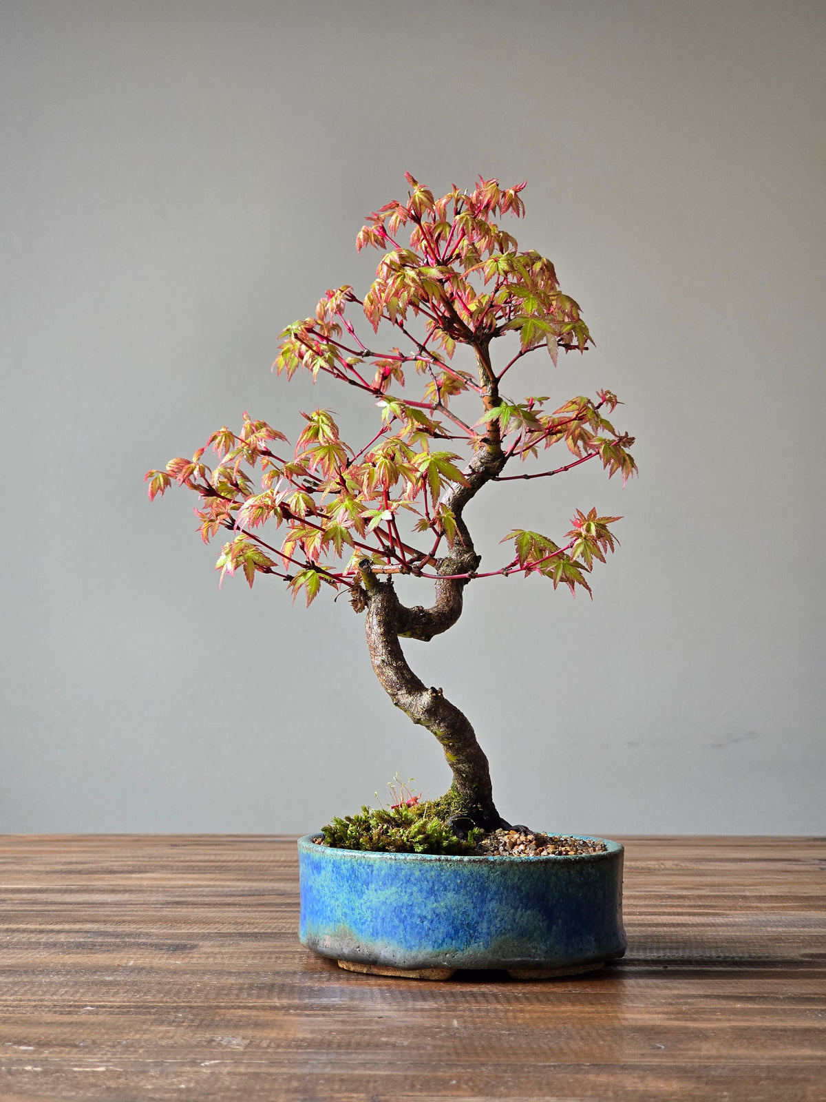 Coral Bark Japanese Maple with handmade pot