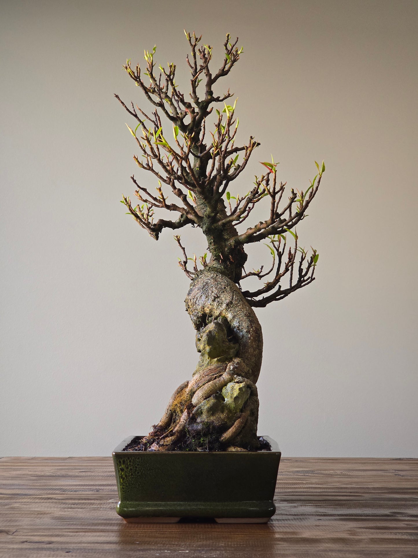 Root-Over-Rock Advanced Ficus Rubiginosa (Port Jackson Fig) Lay-by Available