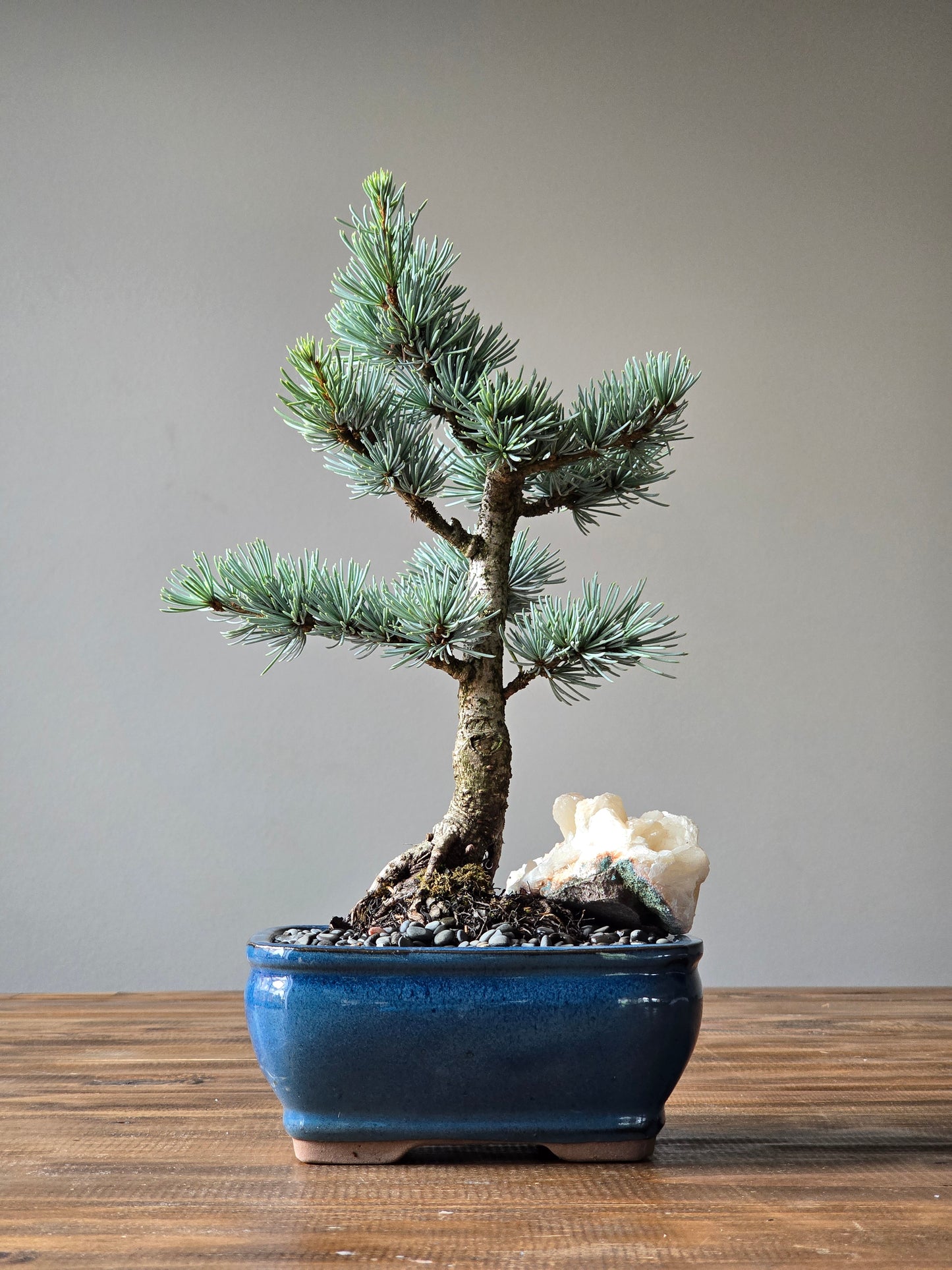 Atlantic Blue Cedar Bonsai