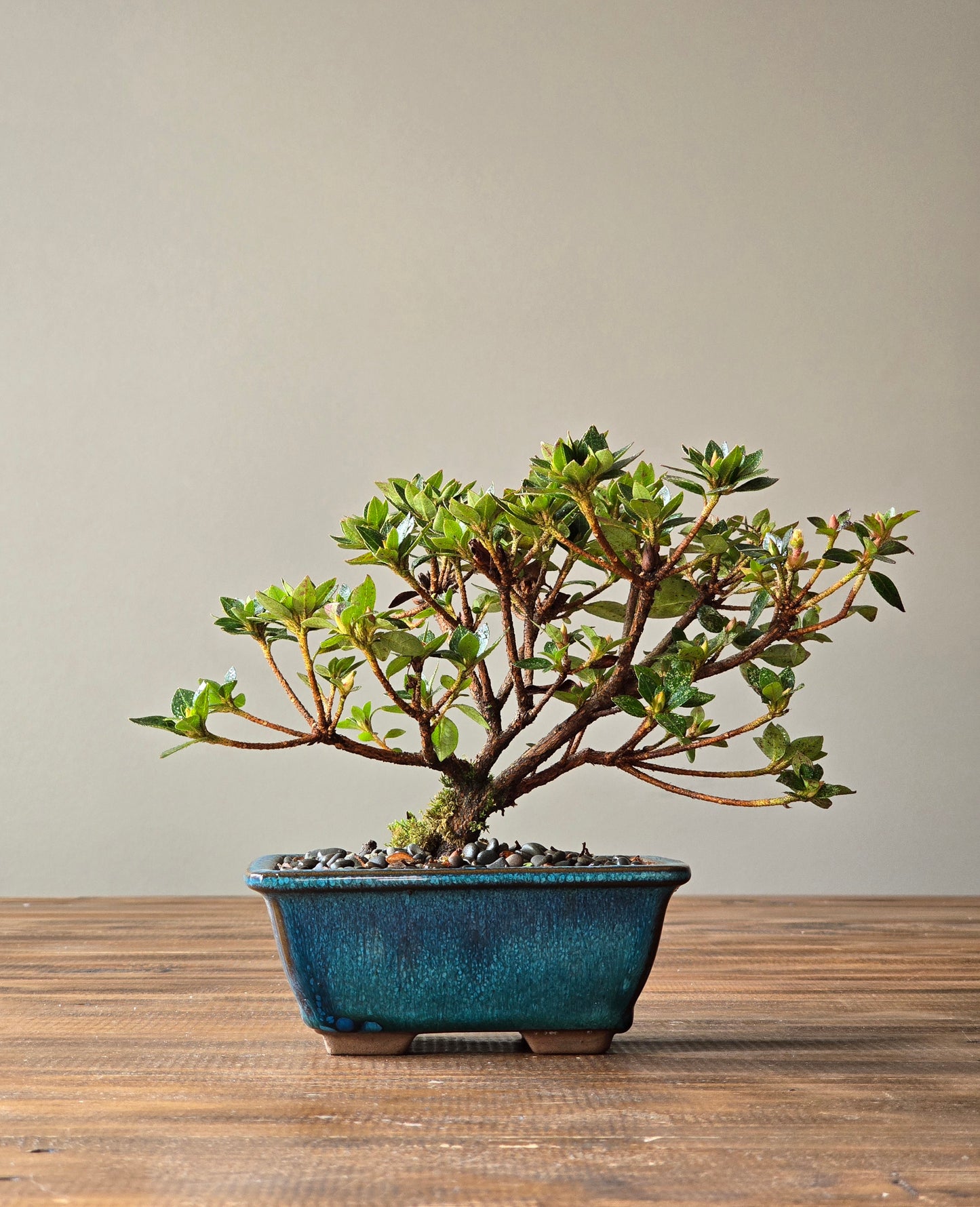 Kurume Azalea Bonsai
