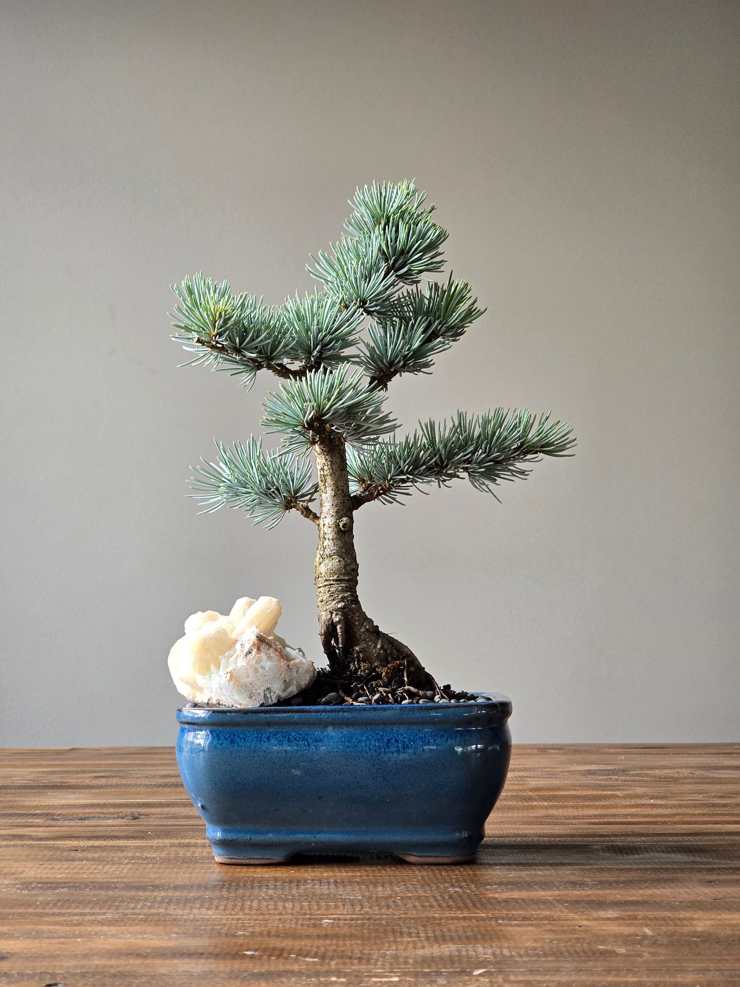 Atlantic Blue Cedar Bonsai