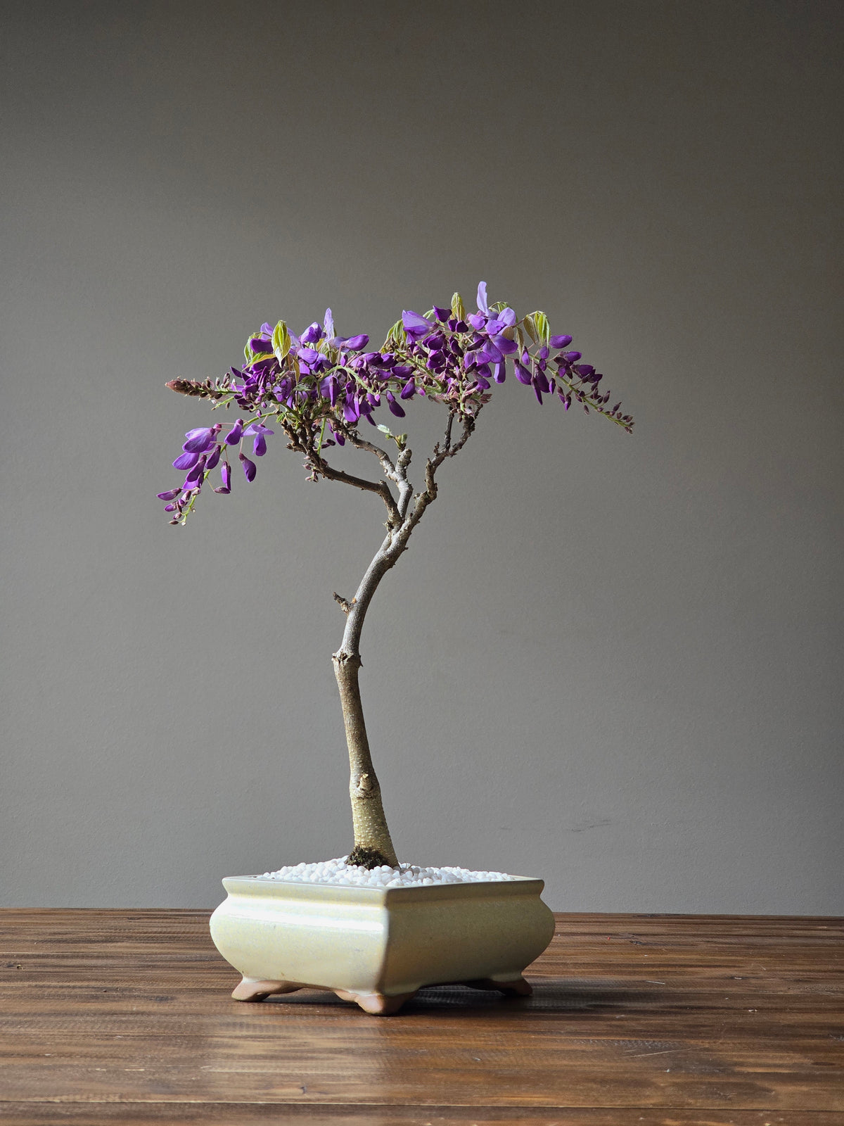 Wisteria Bonsai