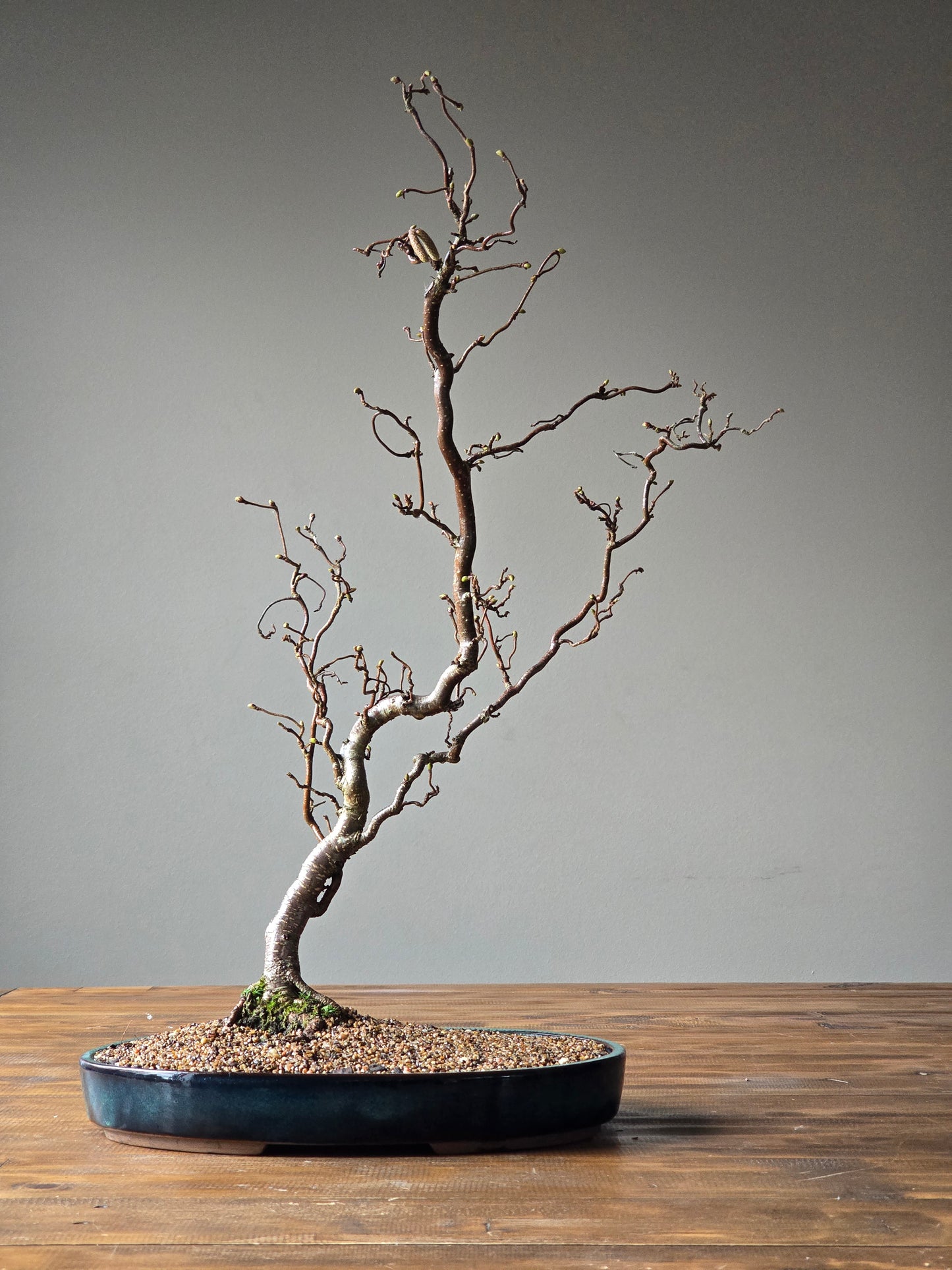 Corkscrew Hazels Bonsai