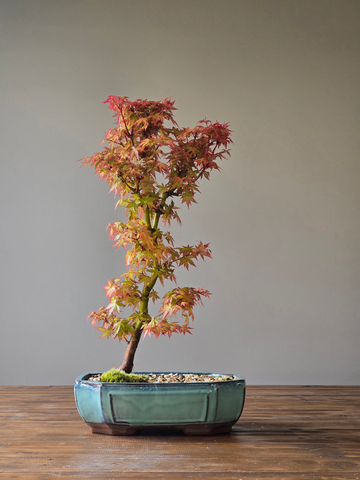 Japanese Maple (PICKUP ONLY)