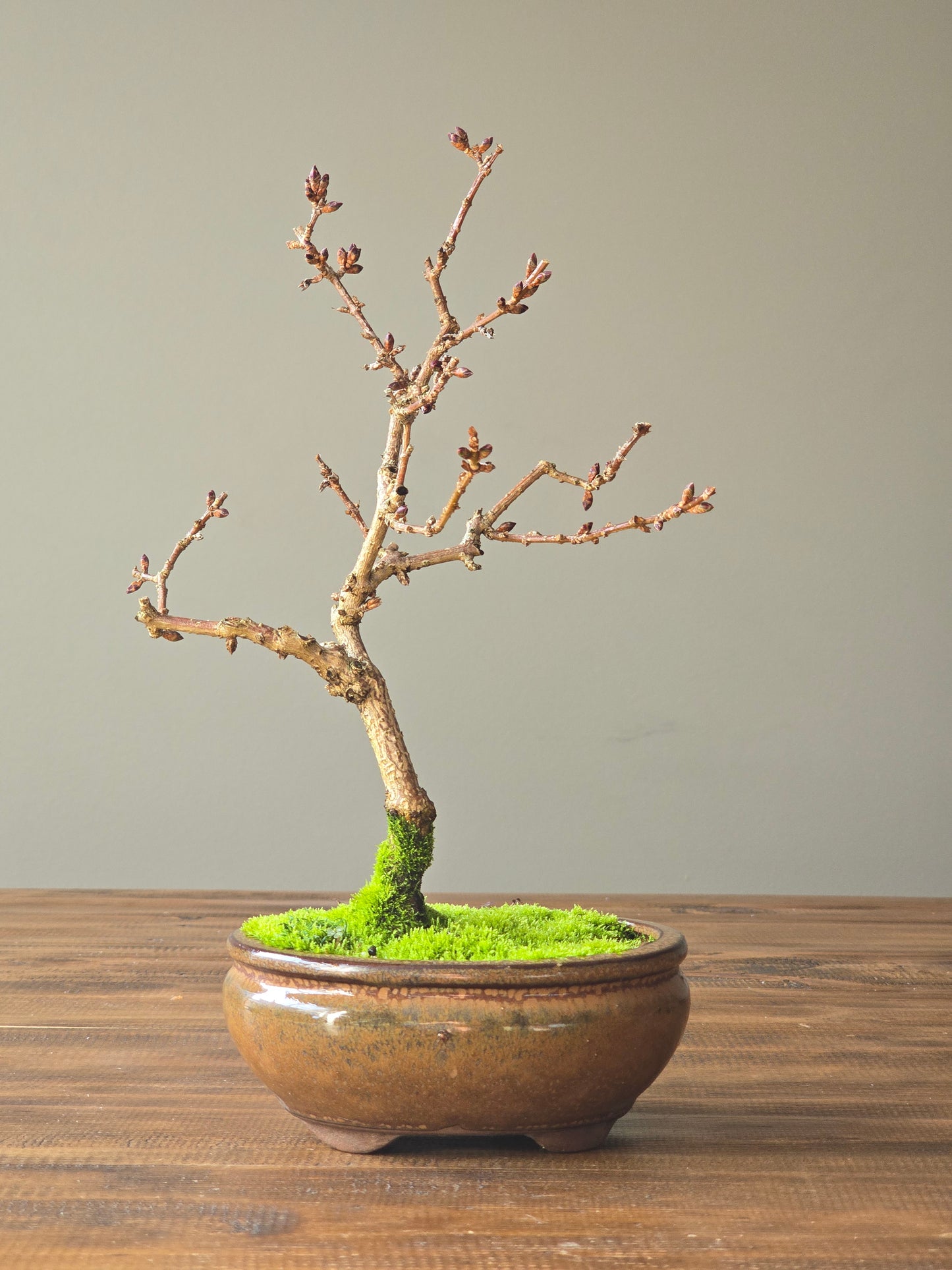 Forsythia Bonsai