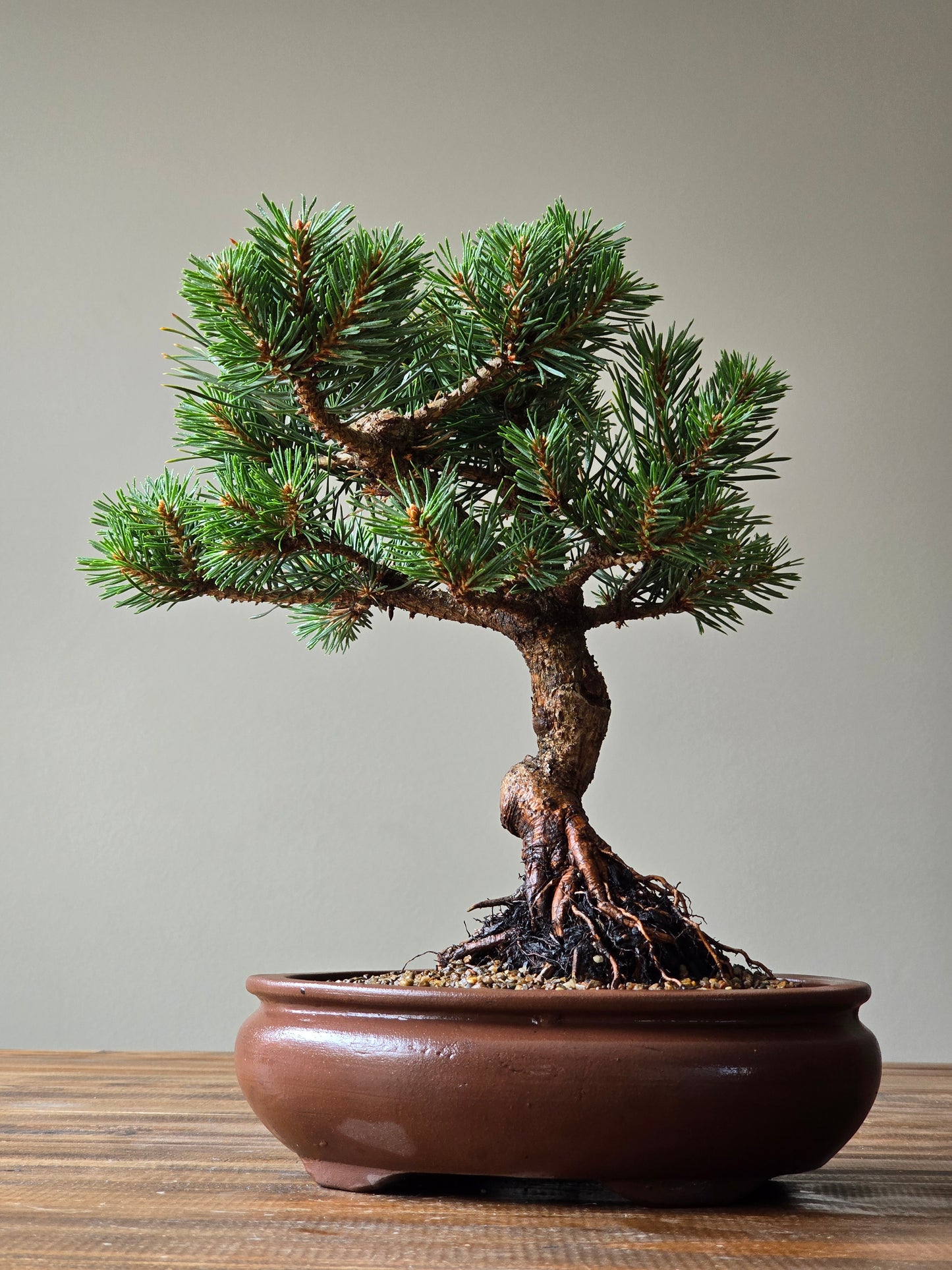 Pinus Sylvestris Saxatilis Bonsai