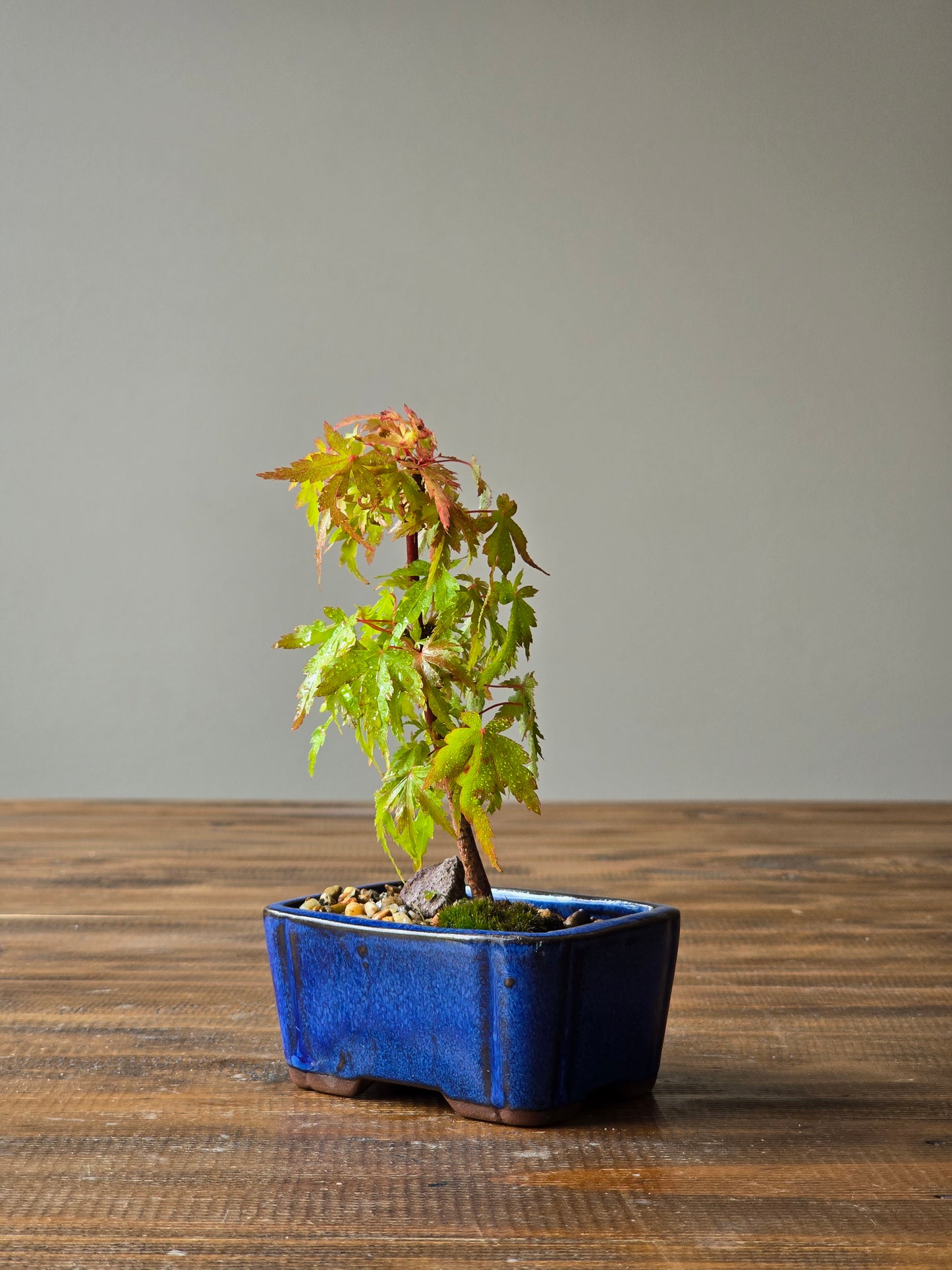 Mame Coral Bark Japanese Maple