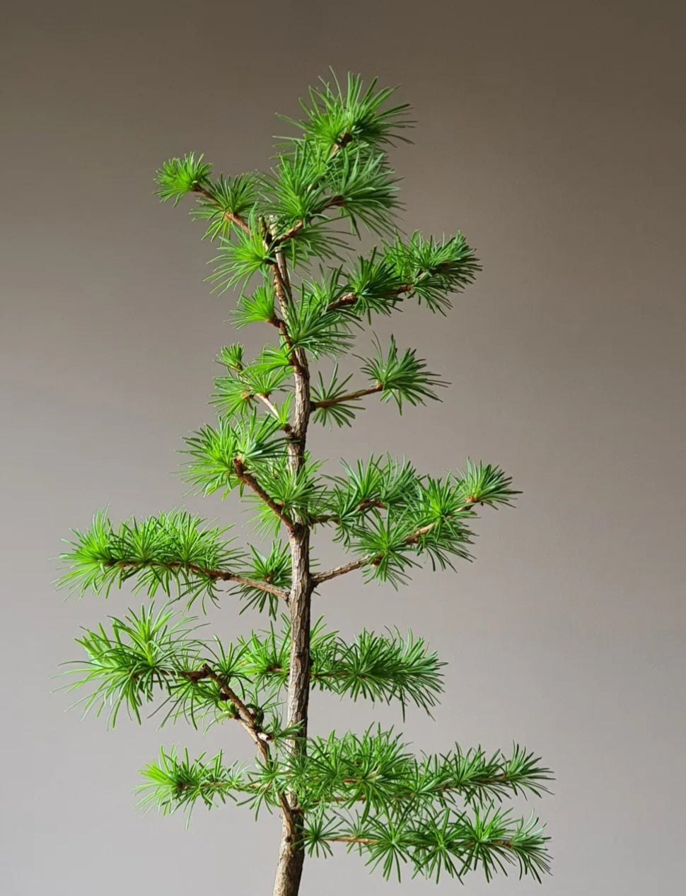 Japanese Larch Bonsai