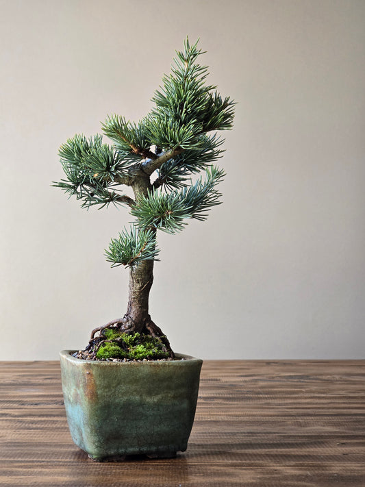 Atlantic Blue Cedar Bonsai in handmade pot