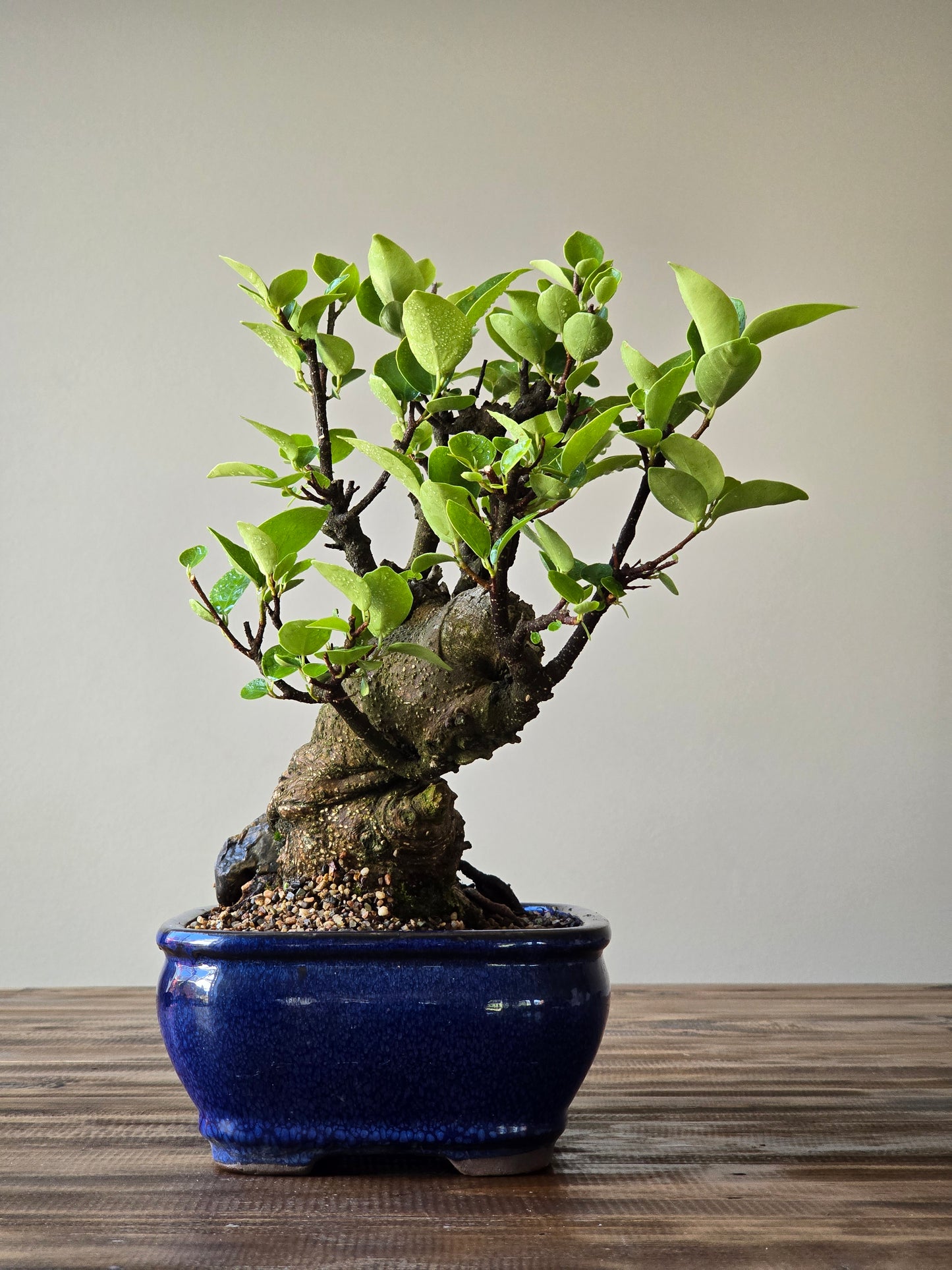 Advanced Tiger Bark Ficus (Rare)