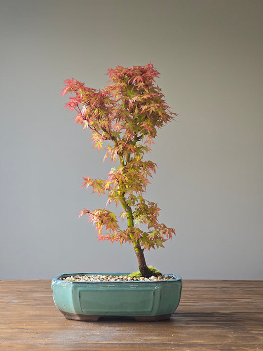 Japanese Maple (PICKUP ONLY)