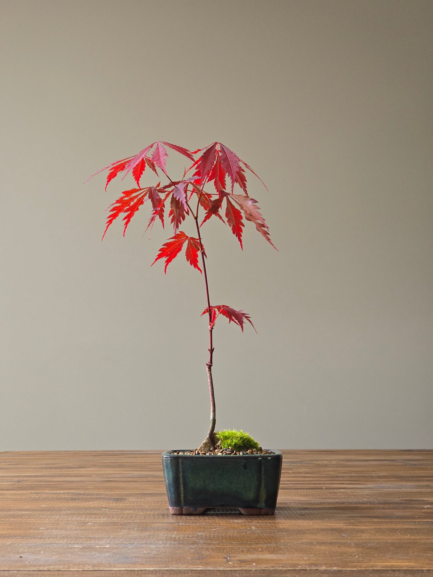 Japanese Maple Bonsai Starter