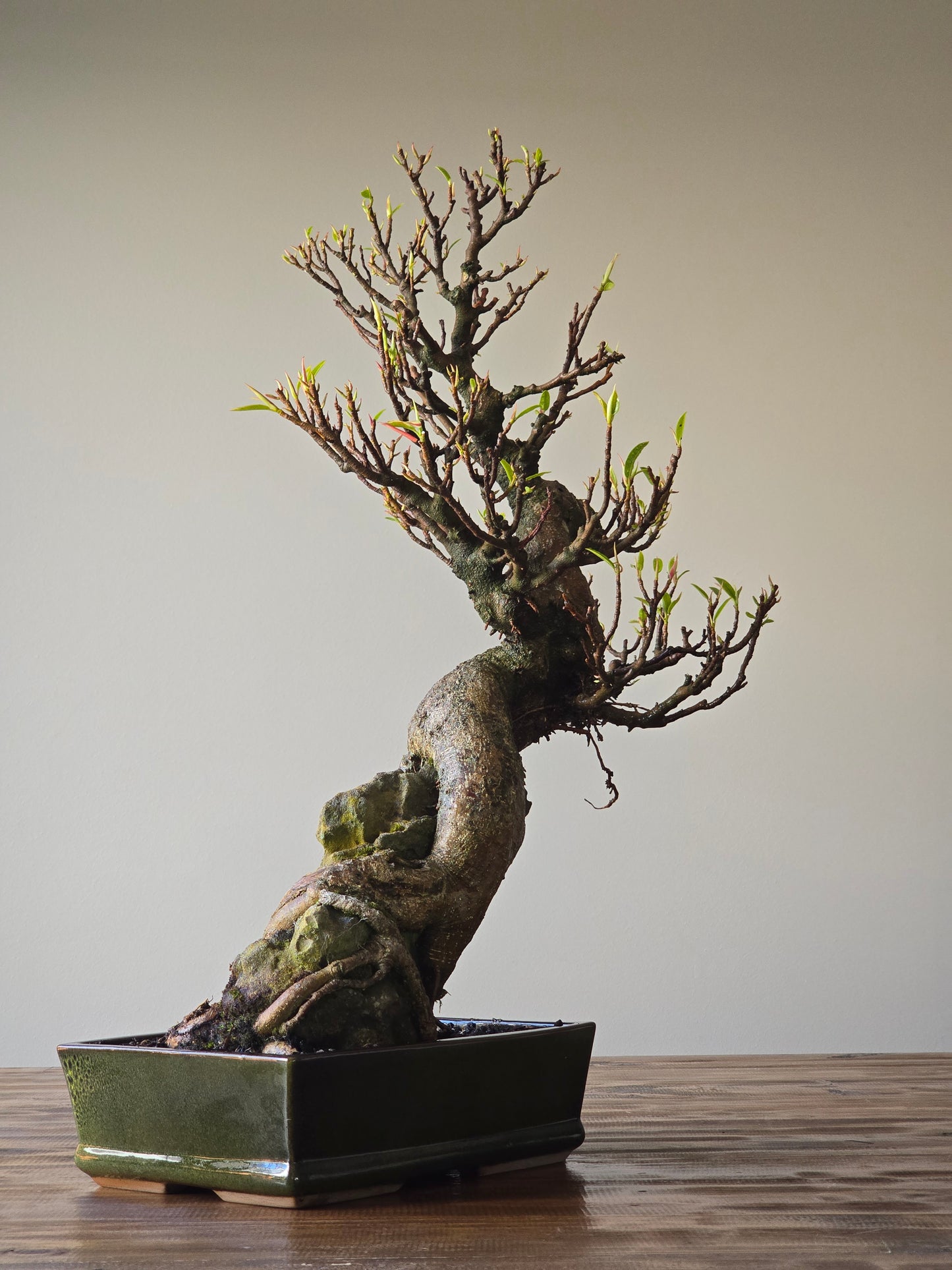 Root-Over-Rock Advanced Ficus Rubiginosa (Port Jackson Fig) Lay-by Available