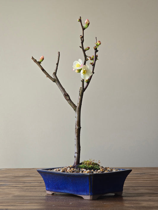 Quince Bonsai #02