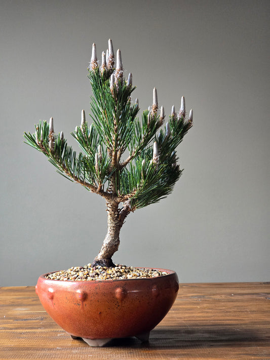 Japanese Black Pine - Kotobuki #02